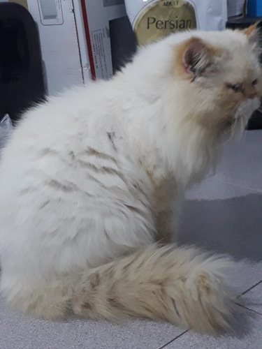 Hermosos Gatitos Persas Himalayo Extremo