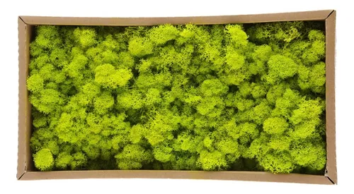 Fruit Green / 500g Decorative Moss Preserved Durable Natural