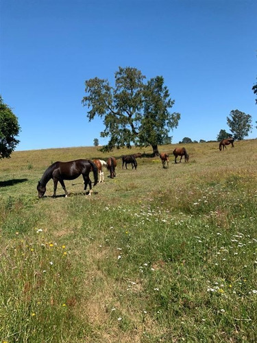 Agrícola En Venta En Gorbea