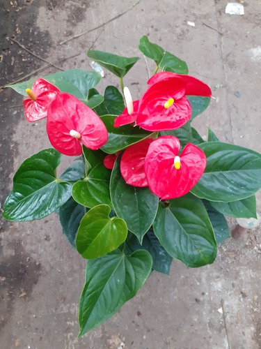 Planta De Interior Anturio Anthurium Scherzerianum M24