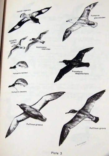Birds Of Isla Grande Tierra Del Fuego Pájaros Ingles 1970 (Usado)