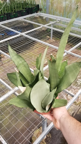 Imagen 2 de 3 de Sansevieria White Snow Planta Gigante Fotos Reales