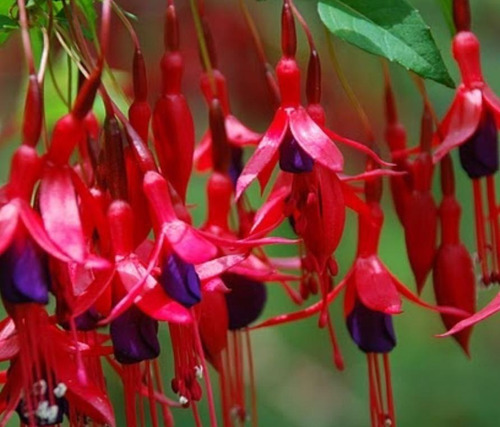 Aljaba Arbusto Floral Violeta Y Rojo Muy Decorativo