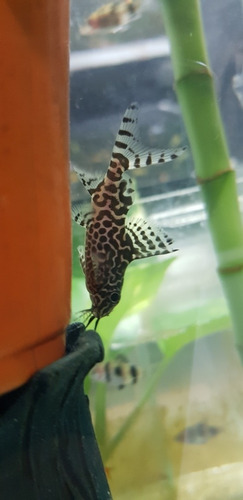 Pez Synodontis Eupterus Limpia Fondo 