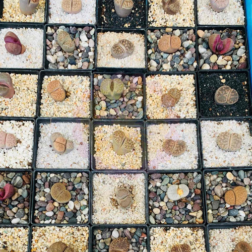 Imagen 1 de 4 de Exóticos Lithops: 7 Años De Edad