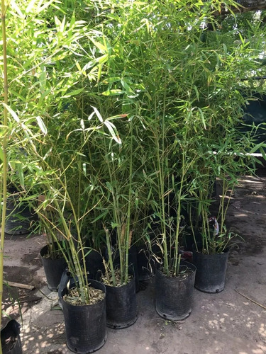 Cañas De Bambu Artificial