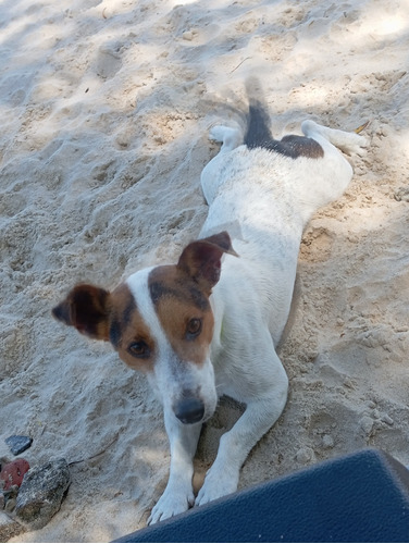 Jack Russell Para Monta 