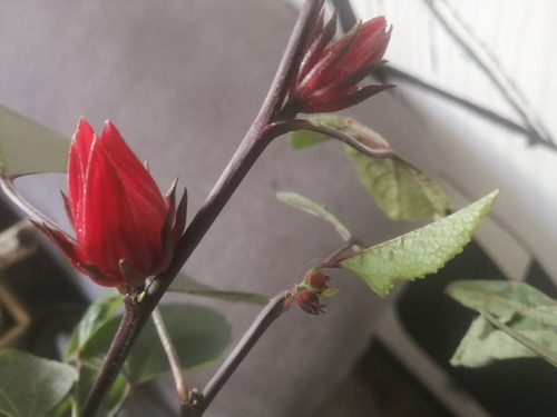 Árbol De Jamaica Hibiscus Exótico Novedad Produce Flor Roja