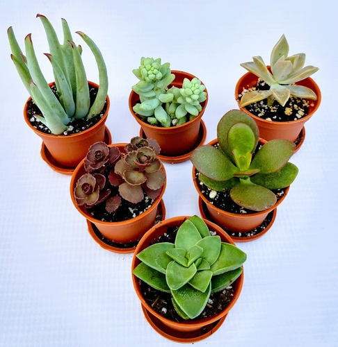 Suculentas Mix 70 Pzas 2 Pulgadas Con Plato Envio Gratis