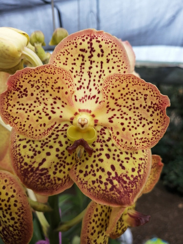 Orquídeas Vanda(varios Colores) (Usado)