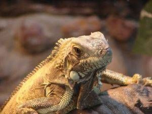 Imagen 5 de 5 de Alimento Vitamina Calcio Para Reptiles Calcirep 80g Exzootix