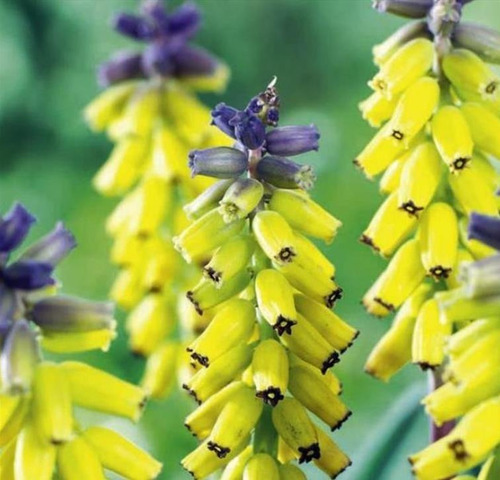 Sementes Flor Jacinto Uva Muscari Cor Variada P/muda E Vasos