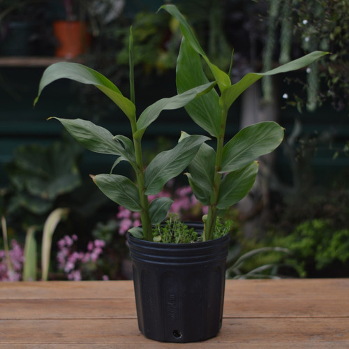 Cardamomo Planta