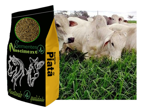 2kg Sementes De Brachiaria Piatã Resistente A Seca