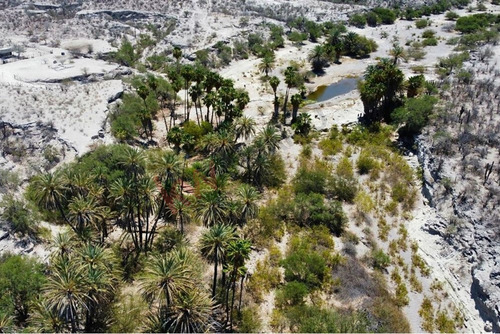 Terreno De 1,000 Ha En Km 97 Carretera A C.constitucion Con Ojo De Agua B.c.s.