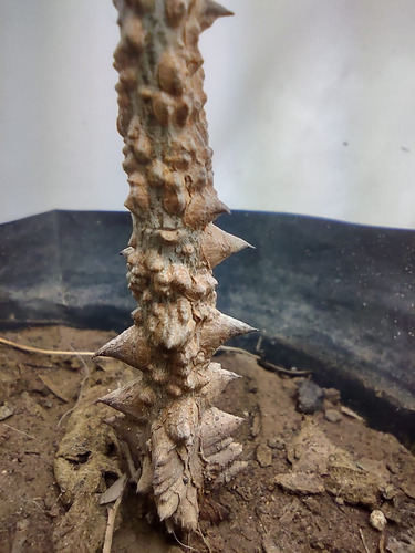 Pochote (ceiba Aesculifolia Subs. Parvifolia) 40 Semillas