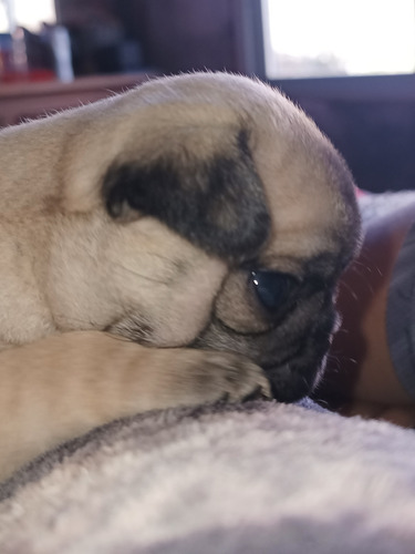 Pug Carlino Última Hembar Apricot Pronta Para Su Hogar