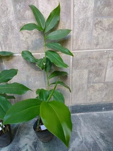 2 Plantines Costus Barbatus Jengibre Espiral Ornamental