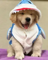 Comprar Golden Retriever Hembras Y Machos Disponibles Ahora