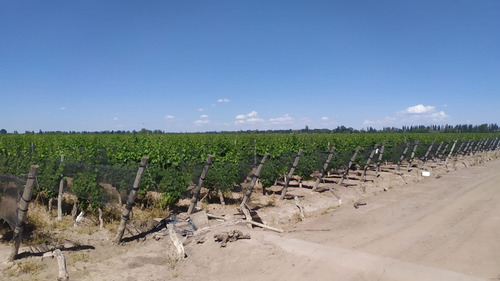 Imagen 9 de 15 de 96 Has Viñedos Y Frutales En Medrano