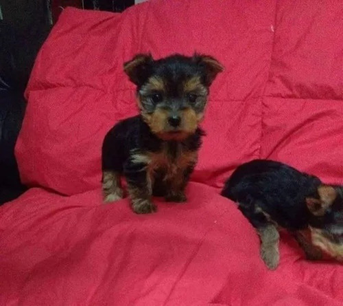 Cachorros Yorkshire Mini