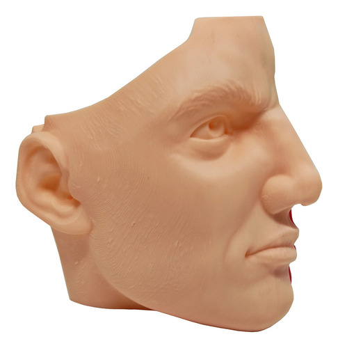 Anatomia Do Nariz Estudos Otorrino Garganta Concha Impress3d