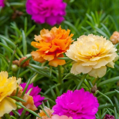 3env. Sementes-de-portulaca-flor-onze-horas-singela-sortida