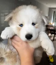 Comprar Cachorros Husky Siberiano Crema