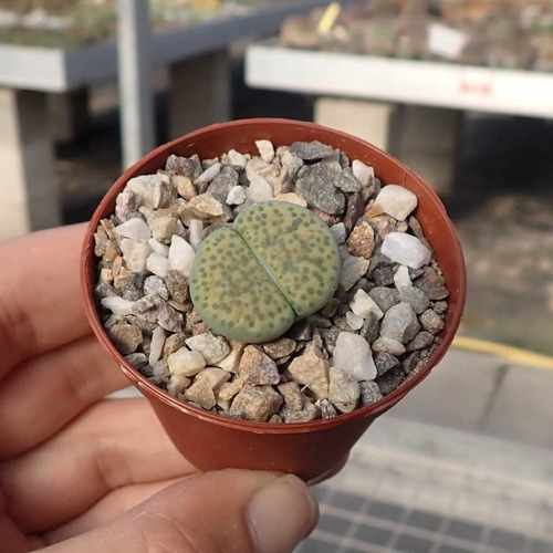 Semillas Cactus -  Lithops Fulviceps Aurea