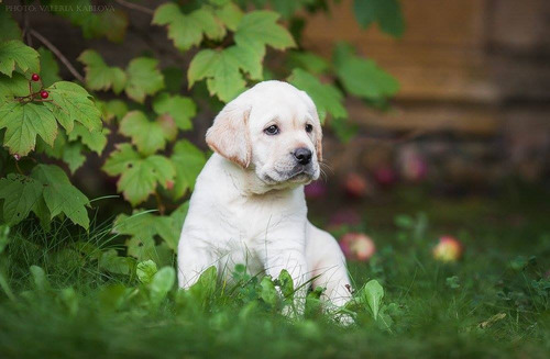 Cachorras Puras En San Vicente Y Canning, Crianza Con Amor