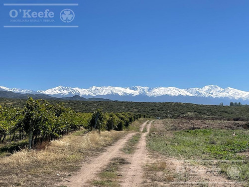 Imagen 5 de 30 de Campo En Venta En Tupungato De 30000 Has - Viñedos De Altura - Nogales - Desarrollo Inmobiliario