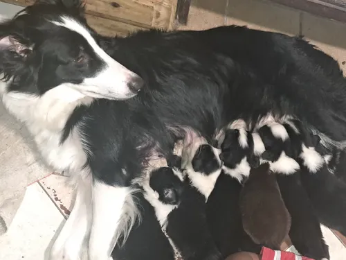 Borden Collie