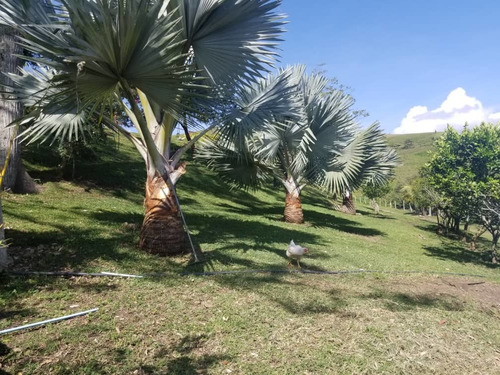 Imagen 9 de 12 de Casa De Campo En Venta En Floryana