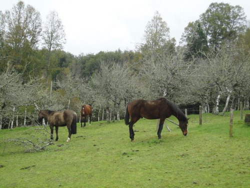 Agrícola En Venta En Paillaco