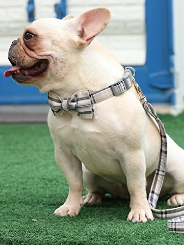 Collar Perro Y Gato Con Lazo Ajustable - Grid + Luz
