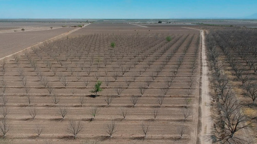 Terreno Con Nogales En Venta En San Pedro De Las Colonias, Coahuila