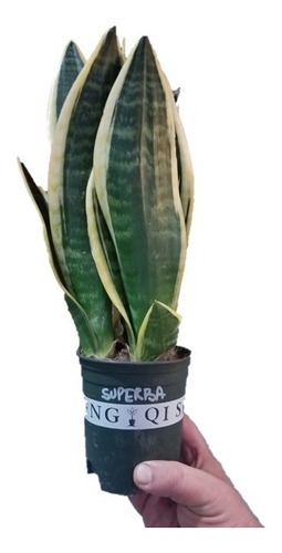 Sansevieria Superba Hoja Ancha Maceta N10 3 Plantas X Maceta