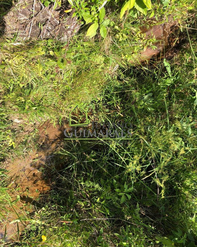 Imagem 4 de 6 de Águas Mornas Sc - Ótimo Terreno Com 70.500m² Á Venda - Te00050 - 70795932