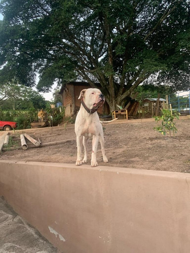 Dogo Argentino Padrao Cbkc