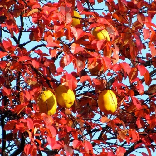 Membrillero Chino - Frutal Y Ornamental