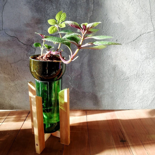 Imagen 4 de 10 de Dolar Negro Little Plant 24 Con Soporte, Maceta Autorregante
