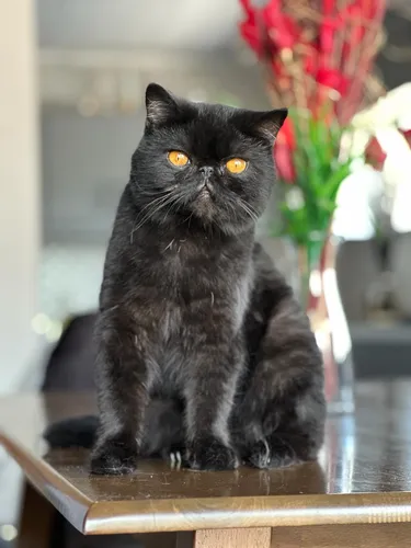 Gato Persa Exótico Para Monta