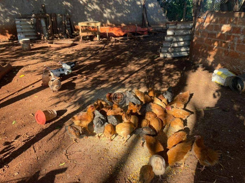Imagem 13 de 14 de Chácara Com 4 Dormitórios À Venda, 4000 M² Por R$ 370.000,00 - Alto Da Boa Vista - Foz Do Iguaçu/pr - Ch0031
