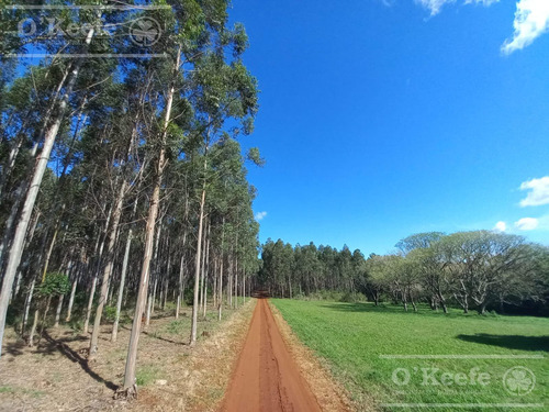 Campo En Venta De 561 Has En Virasoro, Corrientes