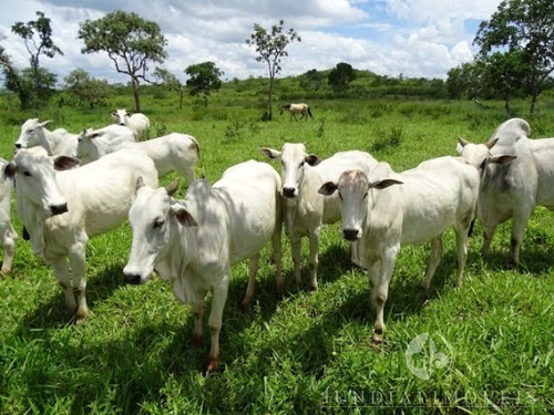 Imagem 11 de 30 de Vendo Ótima Fazenda Com 2337,00 Ha Em Buritizeiro, Norte De Minas Gerais, Gado E Cultura, Muita Água, Toda Formada. Documentação Ok. - Fa00004 - 4483814