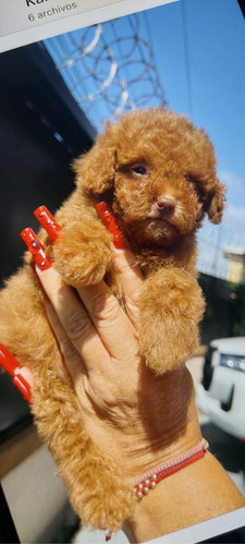 French  Poodle Rojo Macho 