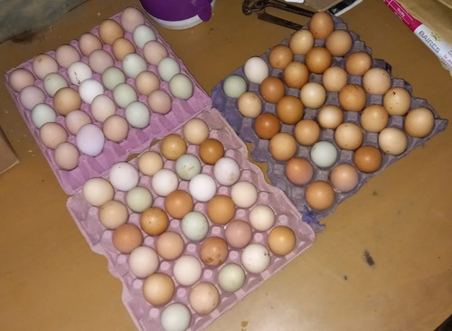 Imagen 1 de 8 de Huevos Fertiles