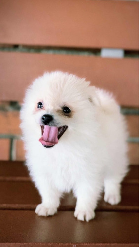 Cachorros Pomerania Lulu De Color Blanco Hembra