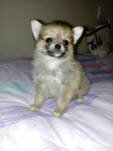 Perros Cachorros Pomerania Lulu Spitz En Venta Montería 