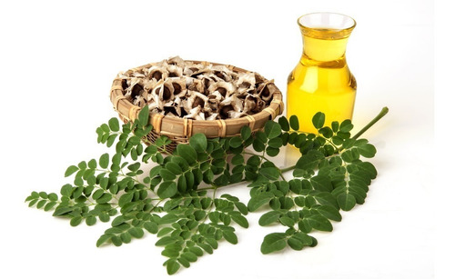 Semillas De Moringa Oleifera  X 8 U.